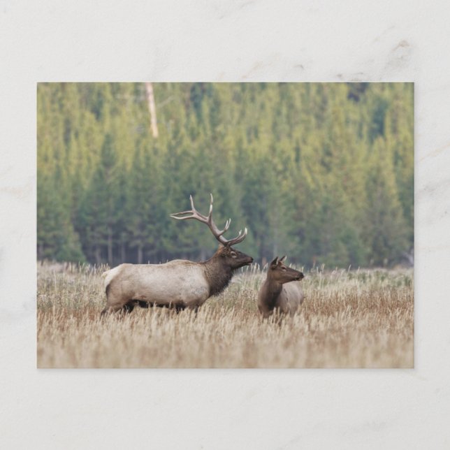 Bull Elk in Meadow | Yellowstone National Park Postcard (Front)