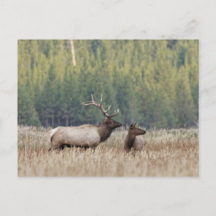 Bull Elk in Meadow Yellowstone National Park Postcard