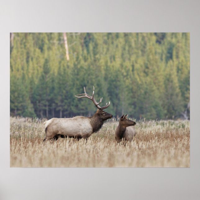 Bull Elk in Meadow | Yellowstone National Park Poster (Front)
