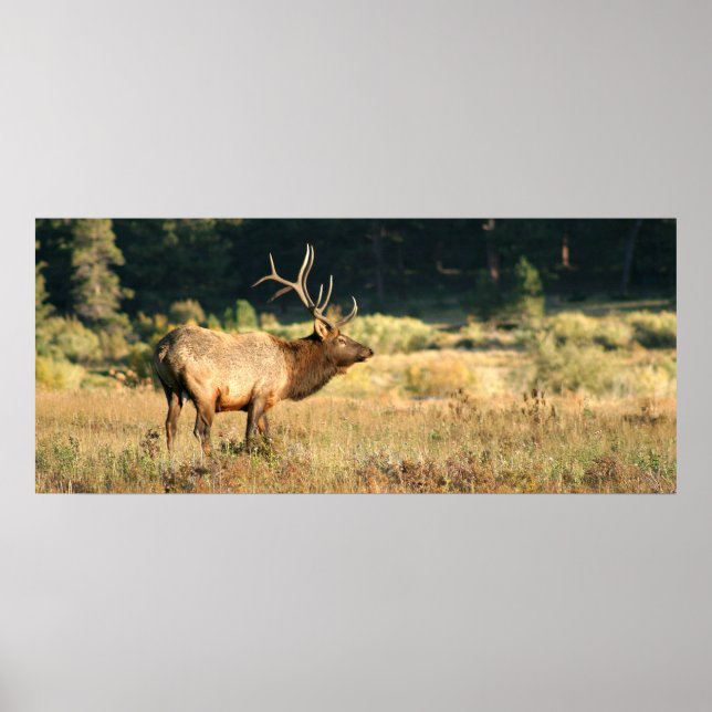 Bull Elk in Rocky Mountian National Park Poster (Front)
