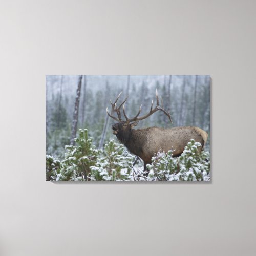 Bull Elk in snow calling bugling Yellowstone Canvas Print