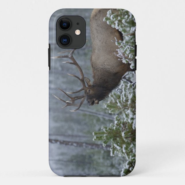 Bull Elk in snow calling, bugling, Yellowstone Case-Mate iPhone Case (Back)