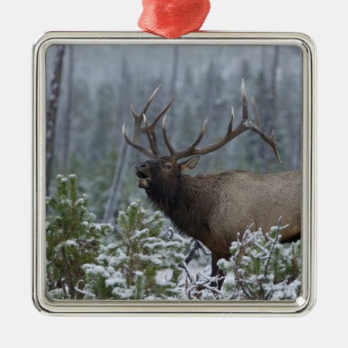 Bull Elk in snow calling bugling Yellowstone Metal Ornament