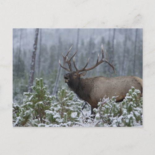 Bull Elk in snow calling bugling Yellowstone Postcard