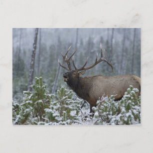 Bull Elk in snow calling, bugling, Yellowstone Postcard