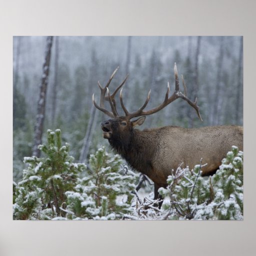 Bull Elk in snow calling, bugling, Yellowstone Poster | Zazzle