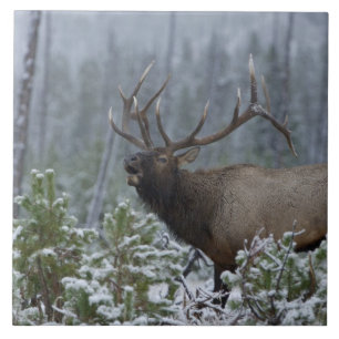 Bull Elk in snow calling, bugling, Yellowstone Tile