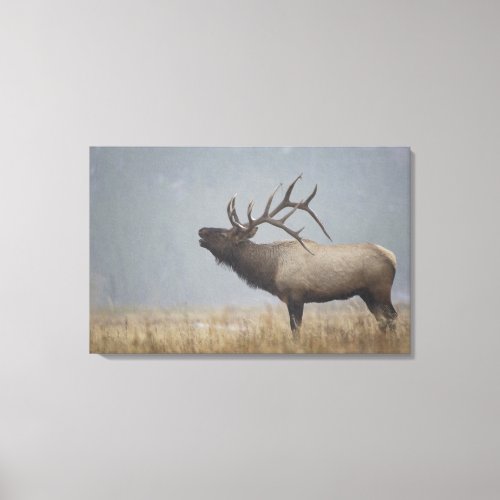 Bull Elk in snow storm calling bugling Canvas Print