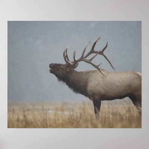 Bull Elk in snow storm calling bugling Poster