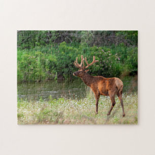 Bull Elk in the National Bison Range, Montana 2 Jigsaw Puzzle