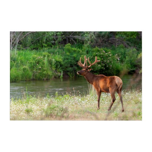 Bull Elk in the National Bison Range Montana Acrylic Print