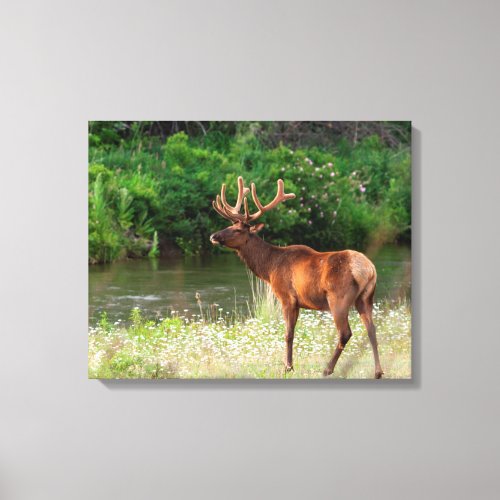 Bull Elk in the National Bison Range Montana Canvas Print