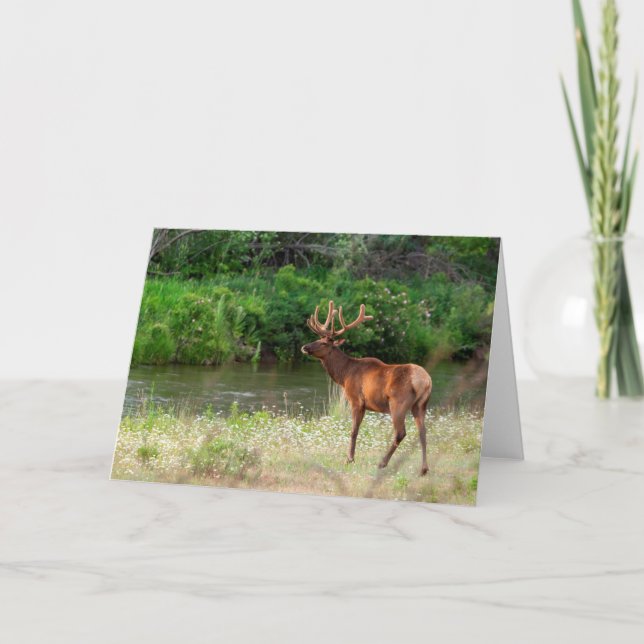 Bull Elk in the National Bison Range, Montana Card (Front)