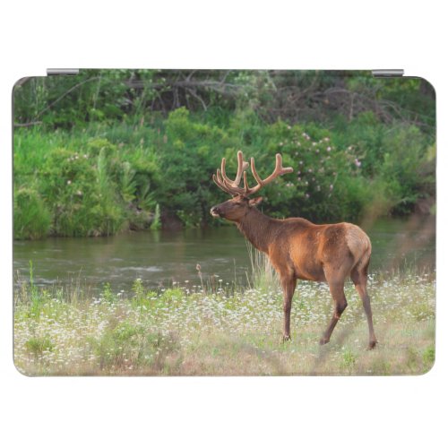 Bull Elk in the National Bison Range Montana iPad Air Cover