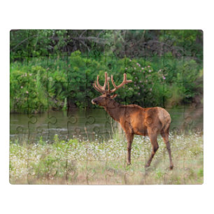 Bull Elk in the National Bison Range, Montana Jigsaw Puzzle