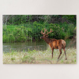 Bull Elk in the National Bison Range, Montana Jigsaw Puzzle