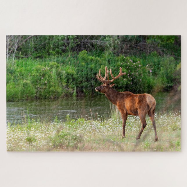 Bull Elk in the National Bison Range, Montana Jigsaw Puzzle (Horizontal)
