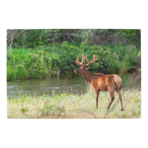 Bull Elk in the National Bison Range Montana Metal Print