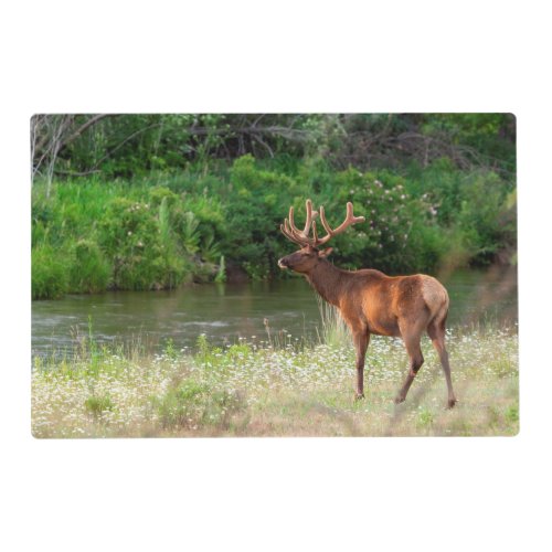 Bull Elk in the National Bison Range Montana Placemat