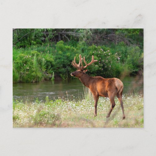 Bull Elk in the National Bison Range Montana Postcard