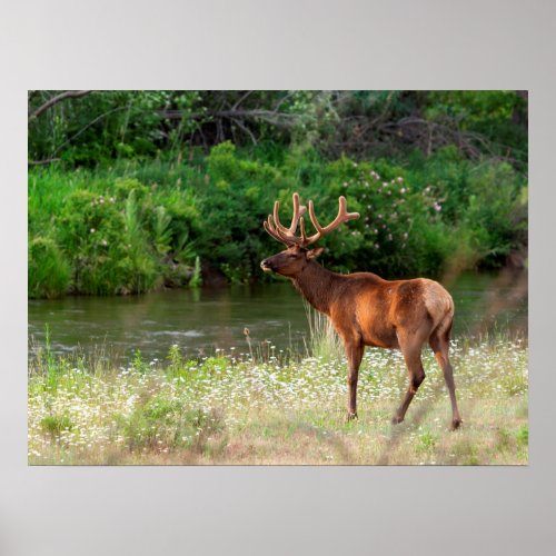 Bull Elk in the National Bison Range Montana Poster