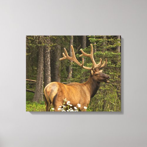 Bull Elk in Velvet Canada Canvas Print