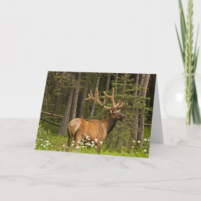 Bull Elk in Velvet, Canada Card (Front)