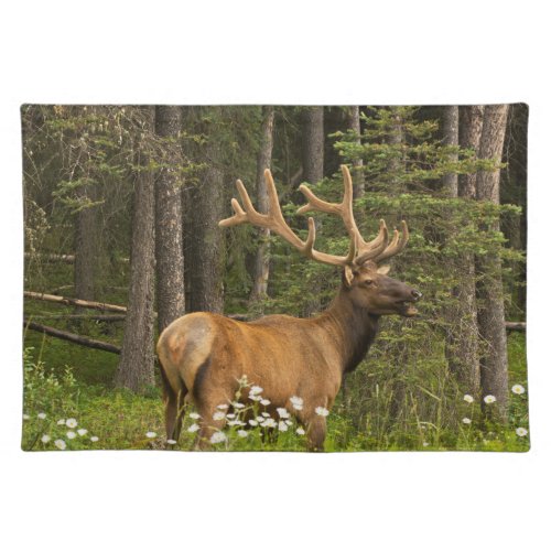 Bull Elk in Velvet Canada Cloth Placemat