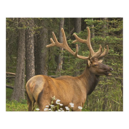 Bull Elk in Velvet Canada Faux Canvas Print