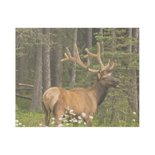 Bull Elk in Velvet, Canada Gallery Wrap