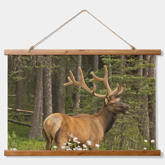 Bull Elk in Velvet, Canada Hanging Tapestry (Front)
