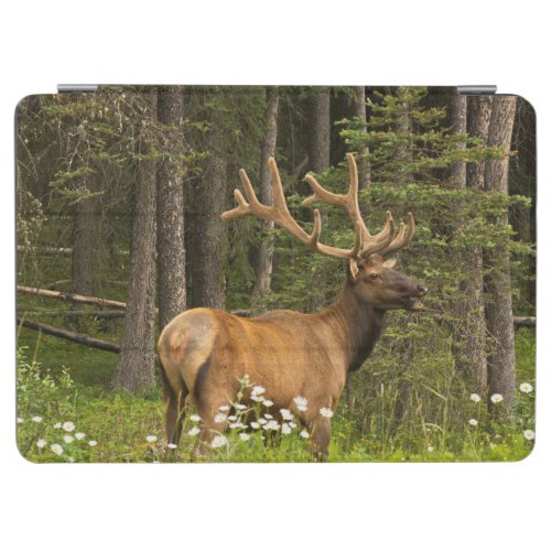 Bull Elk in Velvet Canada iPad Air Cover