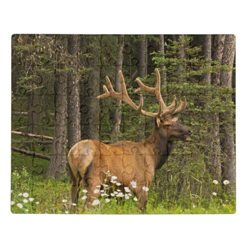 Bull Elk in Velvet Canada Jigsaw Puzzle