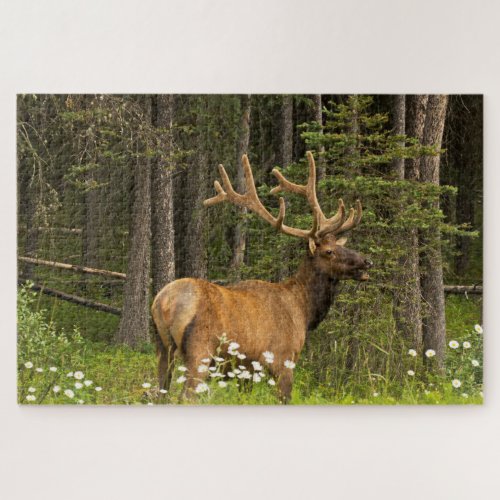 Bull Elk in Velvet Canada Jigsaw Puzzle