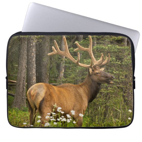 Bull elk in velvet Canada Laptop Sleeve