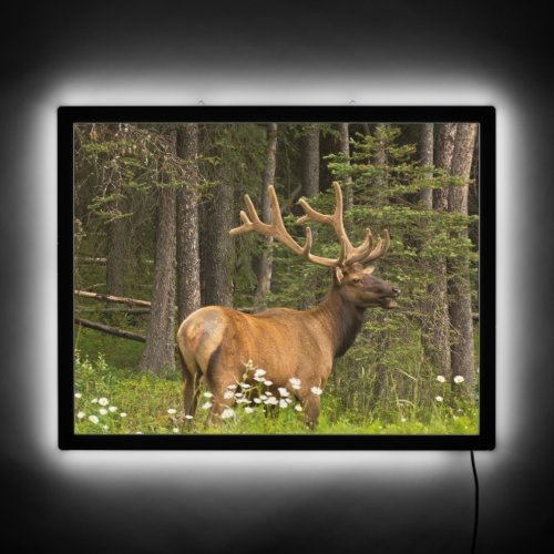 Bull Elk in Velvet Canada LED Sign