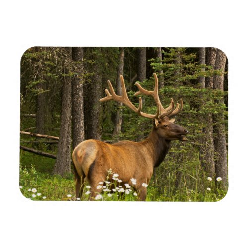 Bull Elk in Velvet Canada Magnet