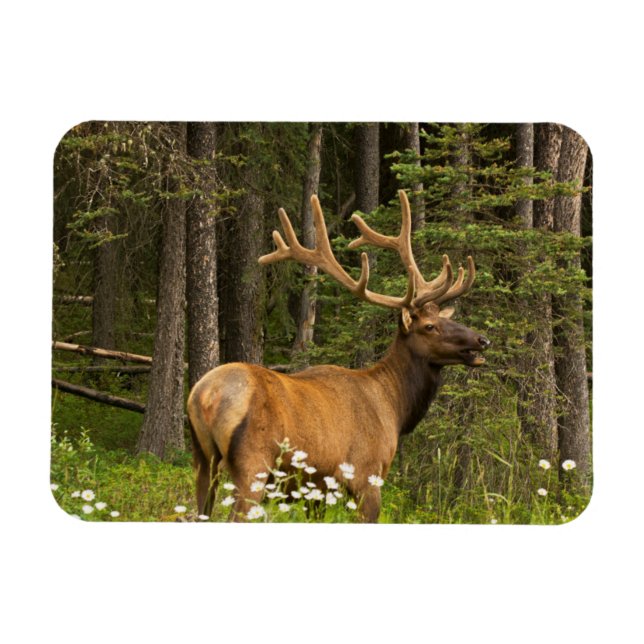 Bull Elk in Velvet, Canada Magnet (Horizontal)