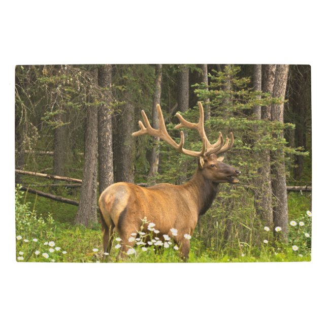 Bull Elk in Velvet, Canada Metal Print (Front)