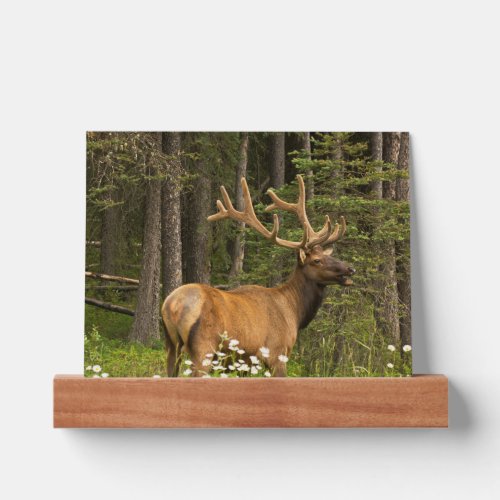 Bull Elk in Velvet Canada Picture Ledge