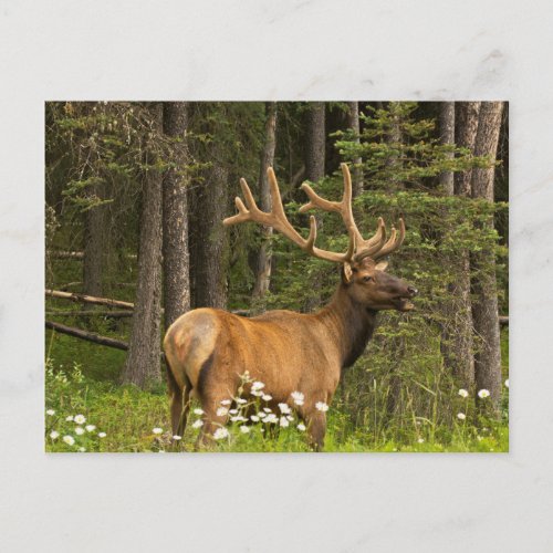 Bull Elk in Velvet Canada Postcard