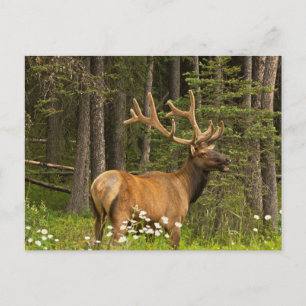 Bull Elk in Velvet, Canada Postcard