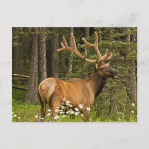 Bull elk in velvet, Canada Postcard