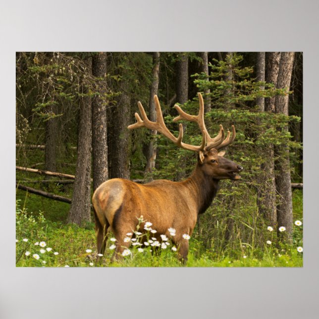 Bull Elk in Velvet, Canada Poster (Front)