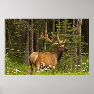 Bull elk in velvet, Canada Poster