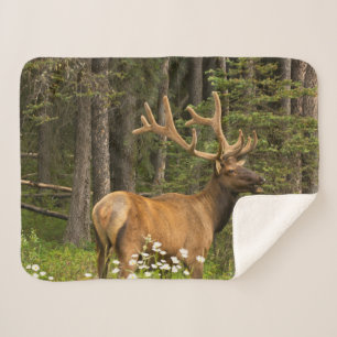 Bull Elk in Velvet, Canada Sherpa Blanket