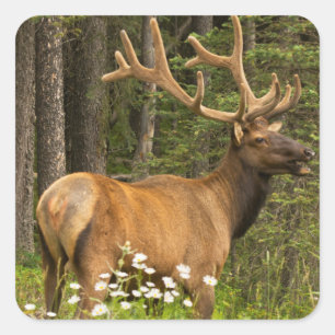 Bull elk in velvet, Canada Square Sticker