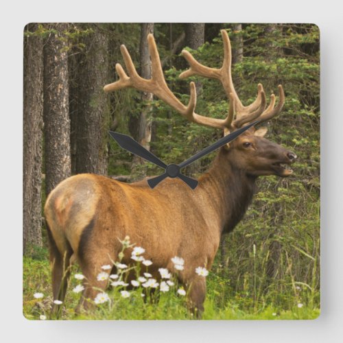 Bull elk in velvet Canada Square Wall Clock