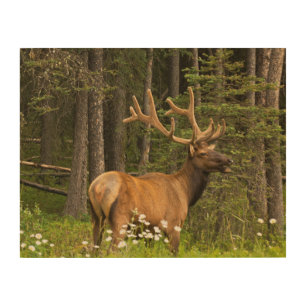 Bull Elk in Velvet, Canada Wood Wall Art