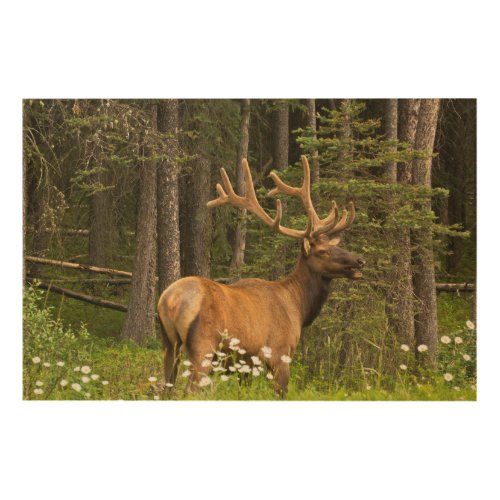 Bull elk in velvet Canada Wood Wall Decor